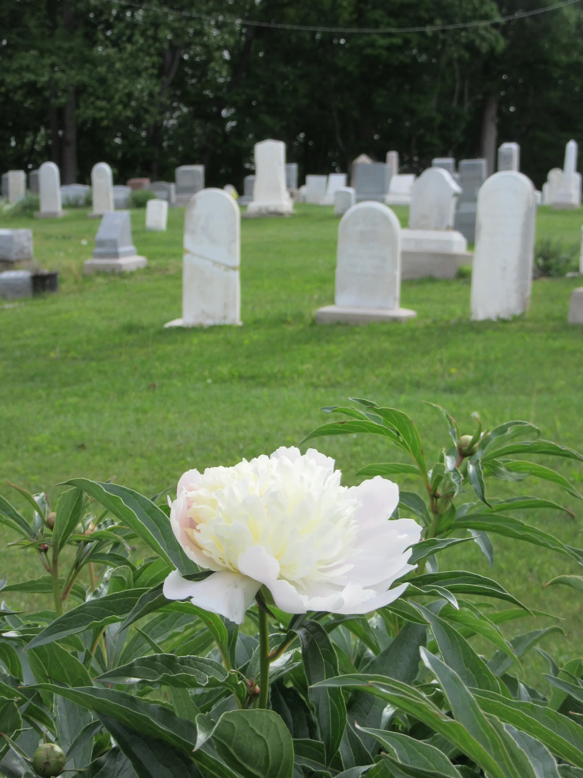white-peony