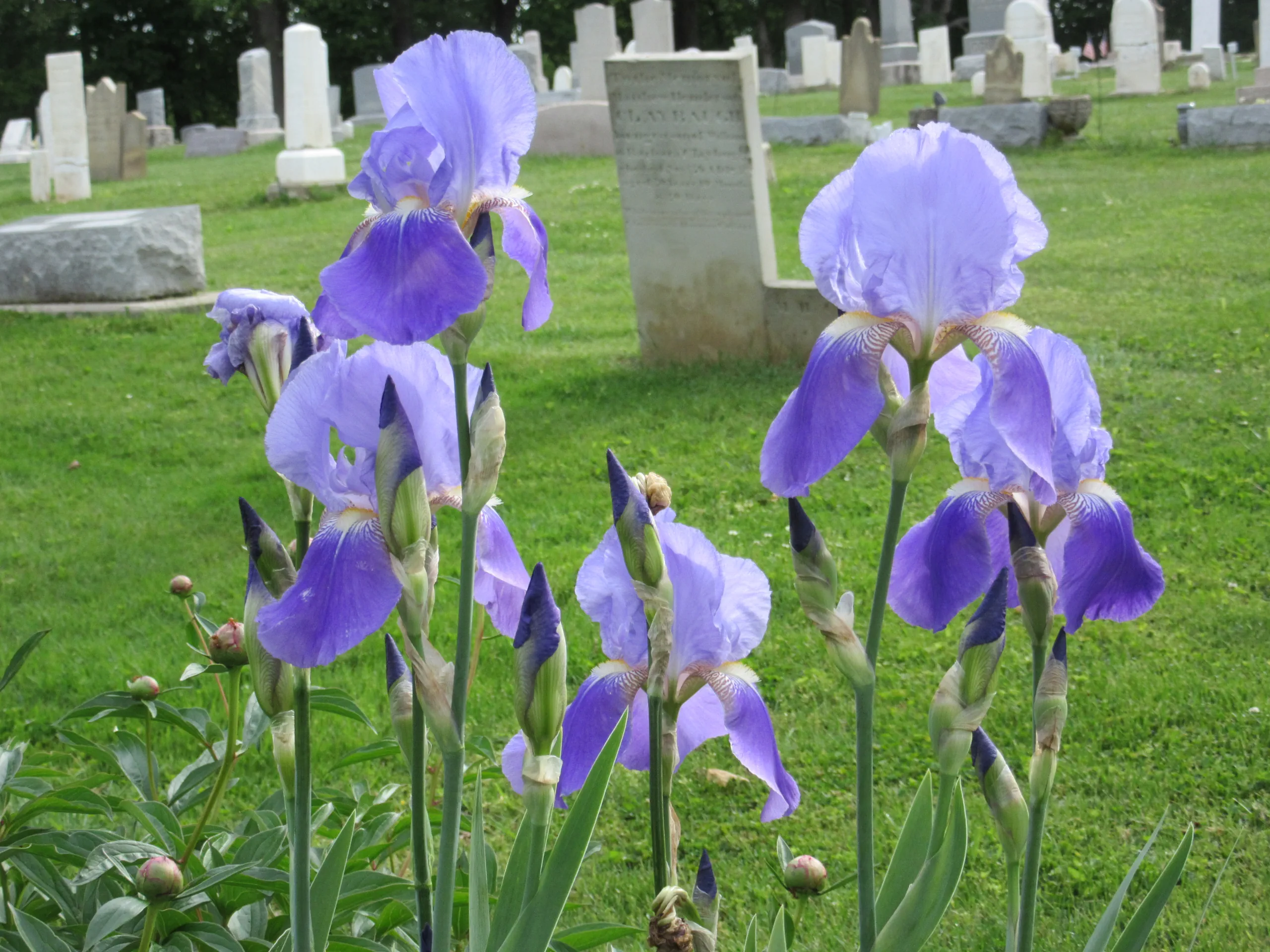 purple-irises